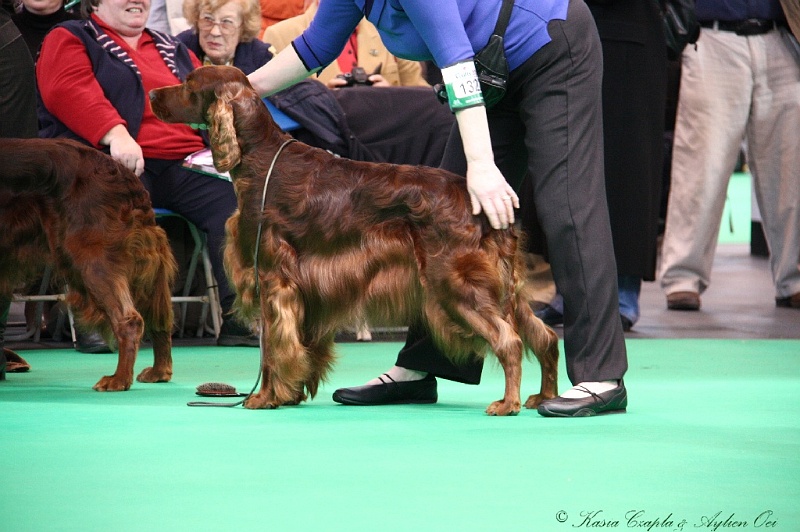 Crufts2011 558.jpg